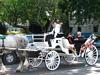 Horse Drawn Carriage Tour