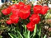 Red Poppies